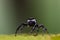 cute jumping spider enjoying the morning sun