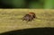 A cute Jumping Spider Evarcha falcata hunting for food on a wooden fence.