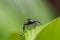 Cute jumping spider in the jungle rainforest