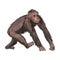 Cute jungle tropical monkey mammal brown color