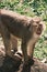 Cute juvenile monkey standing atop a large rock on a sunny day