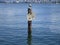 Cute juvenile seagull bird perched on a wooden stilt at Jericho beach pier 2019