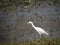 Cute juvenile Snowy egret