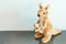 Cute kangaroo dolls are alone on a white background.