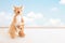 Cute kangaroo dolls are stand-alone show in front of the cloudy sky background