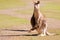 Cute Kangaroo with Joey in the pouch standing on green field