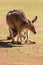 Cute Kangaroo with Joey in the pouch standing on green field