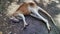 A cute kangaroo laying and sleeping on the ground, Queensland, Australia