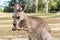 Cute kangaroo washing his hands