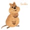 Cute kawaii hand drawn watercolor art. Smiling australian quokka