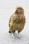 Cute Kea Parrot sitting on Road, Milford Sound