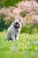 Cute Keeshond dog puppy posing in a spring meadow