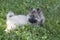 Cute keeshond puppy is lying on a green grass in the summer park. Wolfspitz or german spitz. Three month old. Pet