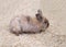 Cute kid mini rabbit lying on wooden sawdust, side view