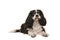 Cute King Charles spaniel looking at the camera lying