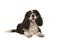Cute King Charles spaniel looking at the camera lying isolated on a white background