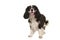 Cute King Charles spaniel looking at the camera lying isolated on a white background