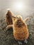 Cute King penguin chicks with their brown coats.