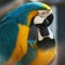 Cute kissing blue-and-yellow macaws