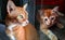 cute kitten and adult domestic cats orange color