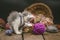 Cute kitten and ball of thread. Portrait of cute grey pretty kitten. Funny kitten with a basket of yarn