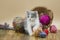 Cute kitten and ball of thread. Portrait of cute grey pretty kitten. Funny kitten and knitting. Knitting concept and place for