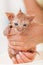 Cute kitten bathing - held in woman hands, close up