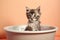 Cute kitten in bathtub pets cleaning on colored background, created with Generative AI technology