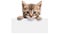 Cute Kitten with Blank Paper for Your Message - Adorable Feline Companion - Generative AI