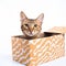 Cute kitten cat looks out of a gift box, a pet as a gift, love for animals,