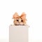 Cute kitten cat looks out of a gift box, a pet as a gift, love for animals,