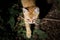 Cute kitten cat walking thru the wild forest