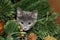 Cute kitten climbed on the Christmas tree