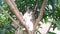 Cute kitten climbed on a tree and found comfortable place to sit and rest.