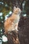 Cute kitten climbs a tree trunk in the garden, a curious pet walking, hunting and playing outdoors in summer