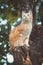 Cute kitten climbs a tree trunk in the garden, a curious pet walking, hunting and playing outdoors in summer