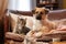 cute kitten and dog in a sitcom, sharing living room and causing chaos
