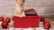 Cute kitten emerge from xmas present box and start playing