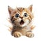 Cute Kitten is excited on a white Backdround