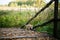 Cute kitten first went for a walk in the forest, playing with leaves on a wooden bridge