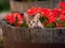 Cute kitten in flowers