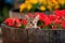 Cute kitten in flowers