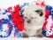 Cute kitten with fourth of july decorations