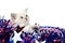Cute kitten with Fourth of July decorations