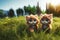 cute kitten grass field sunny day sunshine cat pet 3d character illustration art