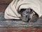 Cute kitten, gray and fluffy lies on the old wooden floor, wrapped in a blanket