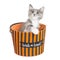 Cute Kitten in Halloween Basket