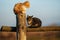 Cute Kitten and horse on the farm.