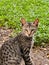 Cute kitten in the jungle