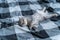 Cute kitten lies on back and sleeping. Tabby Scottish kitty gray funny lying and sleeping on bed. Love for animals concept.